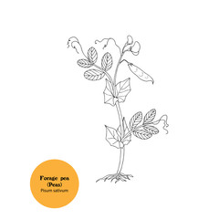 Hand drawn black and white illustration of forage pea plant, Pisum sativum, simple botanical drawing.