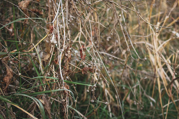 Dried stems of plants, leaves, flowers and grass in autumn. Calm fall season background.