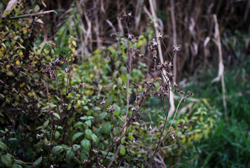Dry prickly flowers, stems of plants, green leaves and grass in the meadow in fall season. Deep autumn background.
