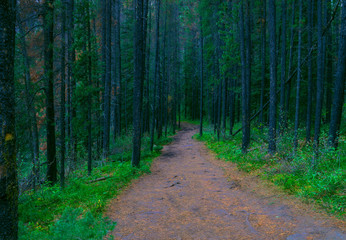 Perfect Path Through Tall Pine Forest