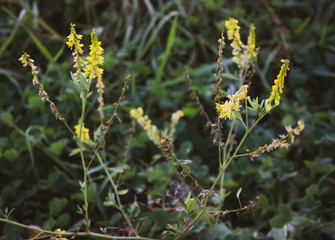 Closeup yellow flowers with green stems and leaves in autumn. Warm cozy photo of nature.