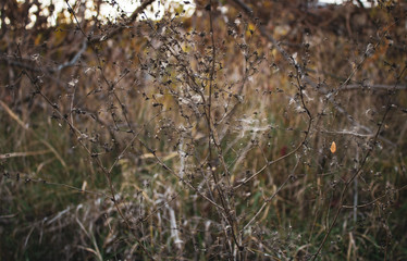 Dried flowers, stems of plants, leaves and grass in the meadow in fall season. Calm autumn botanical background.