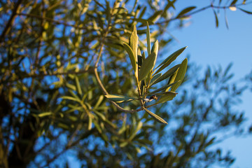 Close up tree branches with green leaves on a background of blue sky.