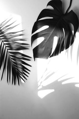 tropical  palm, monstera leaves , branches pattern frame black and white color and shadows background. top view.copy space.abstract. © irenastar