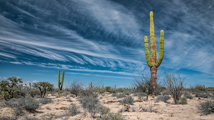 Mexican desert with cactuses and succulents © mikelaptev