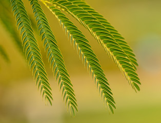 Persian silk tree, pink silk tree (albizia julibrissin) leafs