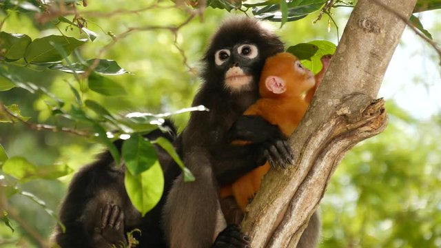 Cute spectacled leaf langur, dusky monkey on tree branch amidst green leaves in Ang Thong national park in natural habitat. Wildlife of endangered species of animals. Environment conservation concept.
