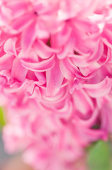 Fototapeta premium Hyacinthus Macro Shot