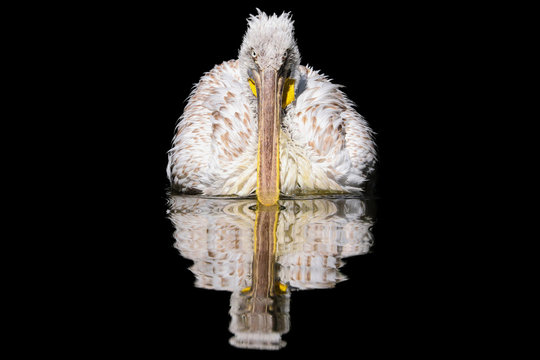 Pelican on water