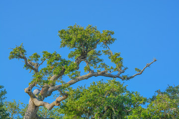 A wind blown Oak Tree on the Mississippi gulf coast. Biloxi, Harrison County, Mississippi USA