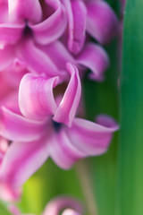 Fototapeta premium Hyacinthus Macro Shot