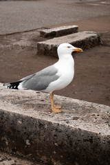 Gaviota posada en la roca mirando al frente