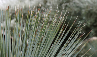Gros plan sur feuilles de dasylire &agrave; feuilles glauques (Dasylirion glaucophyllum), hautes tiges radiantes, vert glauque, bord&eacute;es d'&eacute;pines blanches recourb&eacute;es &agrave; effet graphique
