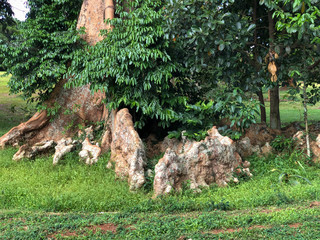 Tree where roots grow along the surface of the ground, commonly known as the crocodile tree