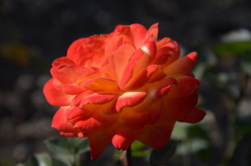 rose