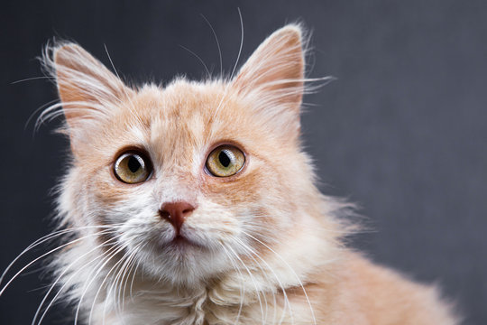 Close Up Photo Of Little Red Cat With Yellow Eyes Looking Away, Cute And Adorable Curious Kitten On A Grey Background. Space For Text.