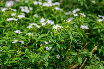 Green leaf background and white flower
