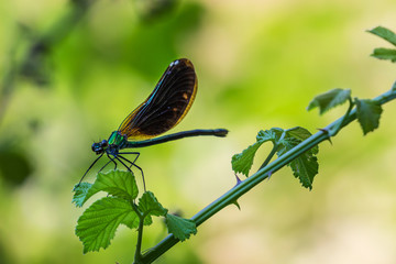 dragonfly on a leaf