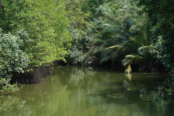 river in the forest