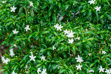 Fototapeta na wymiar Green leaf background and white flower