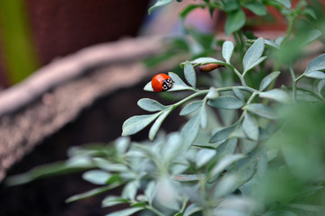 Mariquita posada en hojas de ruda