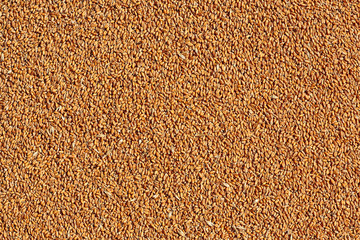 Grains of wheat as background, top view. Agriculture texture image.