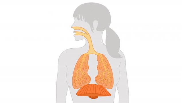 Woman breathing animation. Loop. Motion air, oxygen in the lungs and bronchi, out CO2. Female respiratory. Movement diaphragm. Visible young girl breathing. For medical education, sport yoga exercise
