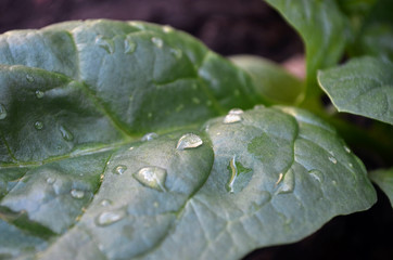 Frescas gotas de agua en hoja de espinaca
