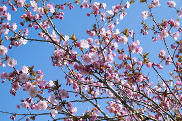 Trees blossoming in spring