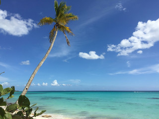 Palmen im Karibik
