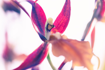 Orchid Macro Photo