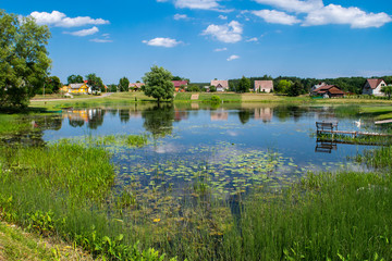 Lillies on a lake outside Ignalina, Lithuania