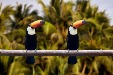 Two beautiful toucans with orange beaks. green background. Southern Mexico, Northern Argentina