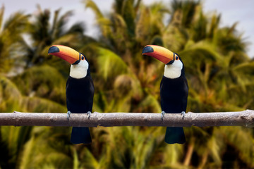 Two beautiful toucans with orange beaks. green background. Southern Mexico, Northern Argentina