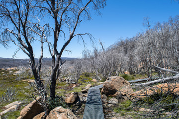 Boardwalk through burnt forest at Devil's Gullet Nature Reserve in Tasmania, Australia