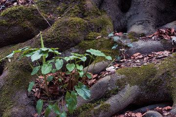 Grüne Pflanze wächst zwischen Baumwurzeln