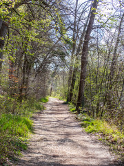 hiking trail in the forest of Chantilly, in spring
