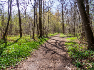 hiking trail in the forest of Chantilly, in spring