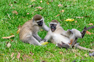 Rough and tumble as vervet monkey (Chlorocebus pygerythrus) play, Entebbe, Uganda