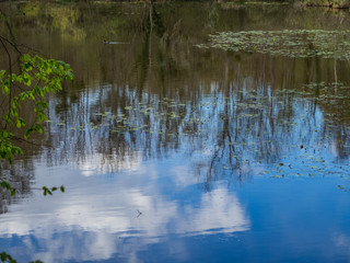Reflection of trees on the water of a pond, during spring