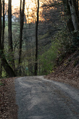 Obraz premium Wanderweg im Wald