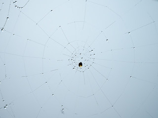 spider web