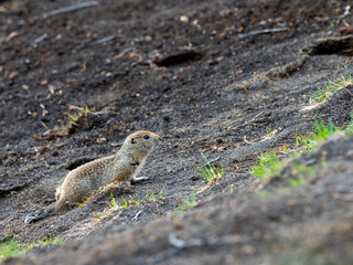 arctic ground squirrel