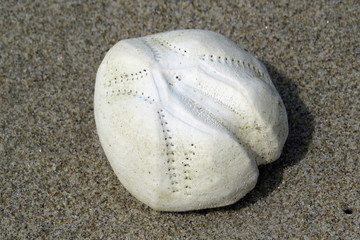 Close-up of an empty shell of a sea urchin lying on the sandy beach