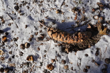 pine cone on the snow ground aftermath