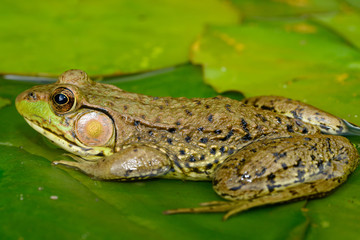 Close up of green frog in pond on a water lily pad with mosquito biting rear end