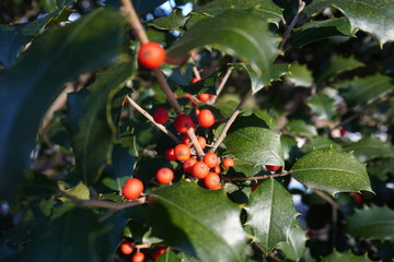 red berries on a branch