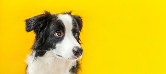 Naklejka na ściany i meble Funny studio portrait of cute smilling puppy dog border collie isolated on yellow background. New lovely member of family little dog gazing and waiting for reward. Pet care and animals concept