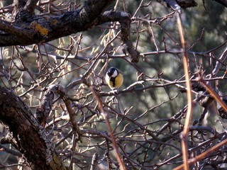 a small bird on a branch in the fall