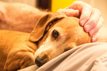 Obraz premium Elderly Friend